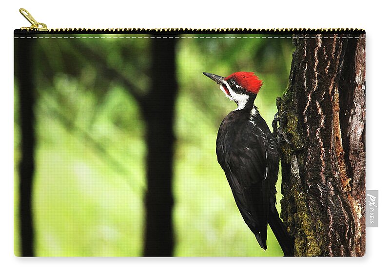 Pileated Woodpecker Zip Pouch featuring the photograph Woody Woodpecker by Debbie Oppermann