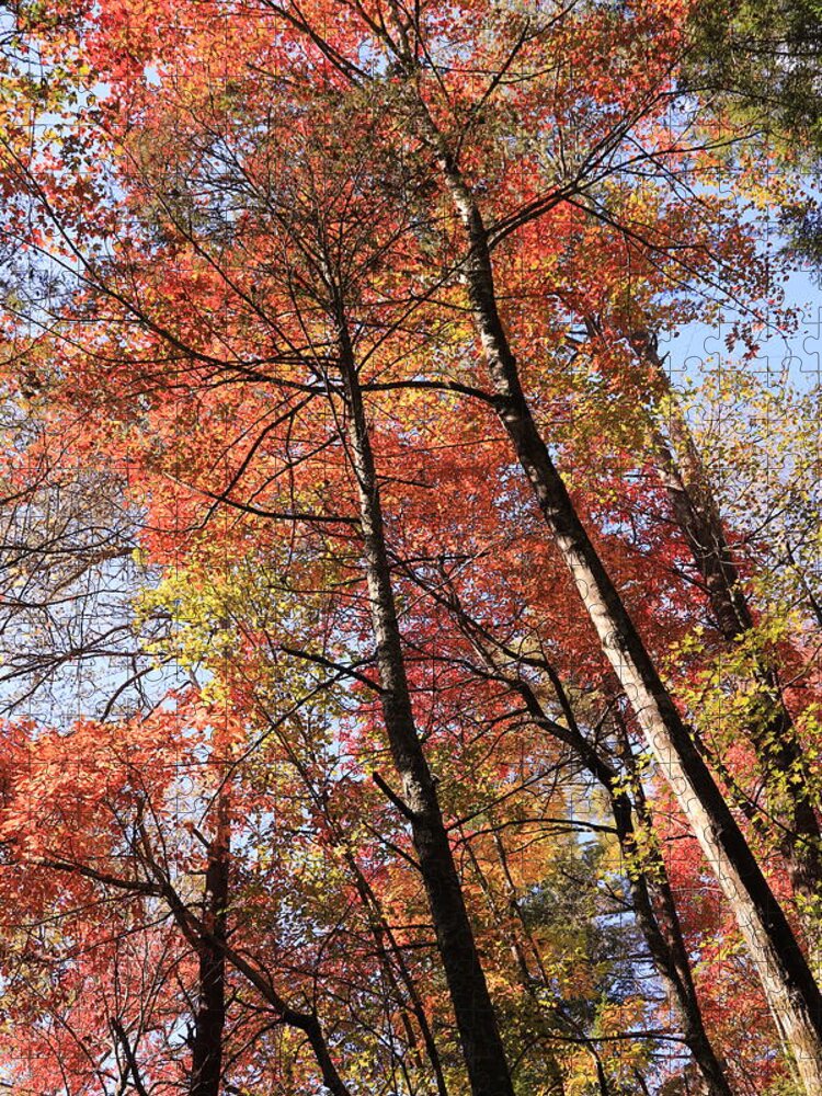 Fall Trees Jigsaw Puzzle featuring the photograph Fall's Splendor by Karen Ruhl