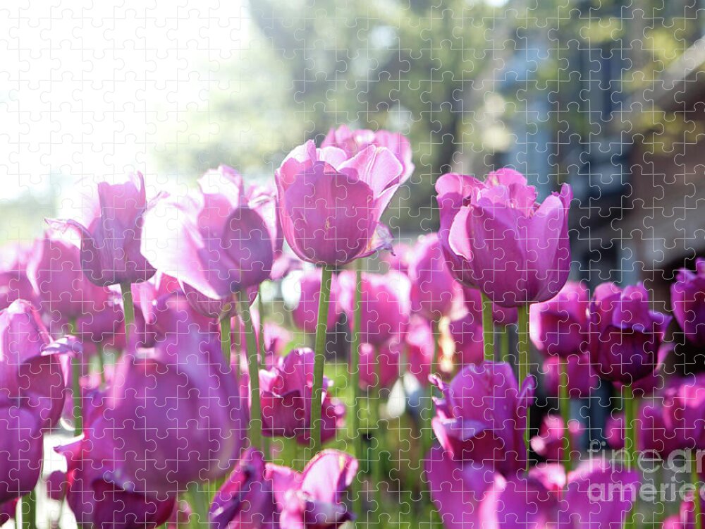 Tulips Jigsaw Puzzle featuring the photograph Lavender Tulips by Rich S