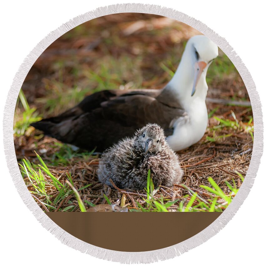 Kauai Round Beach Towel featuring the photograph Laysan Albatross and Chick IV. by Doug Davidson