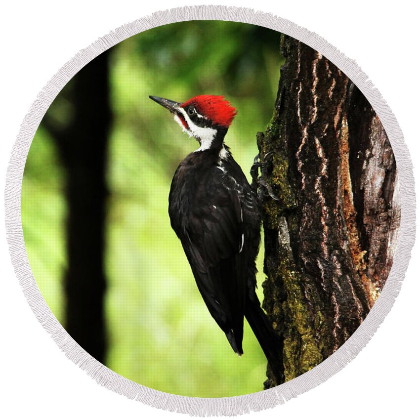 Pileated Woodpecker Round Beach Towel featuring the photograph Woody Woodpecker by Debbie Oppermann