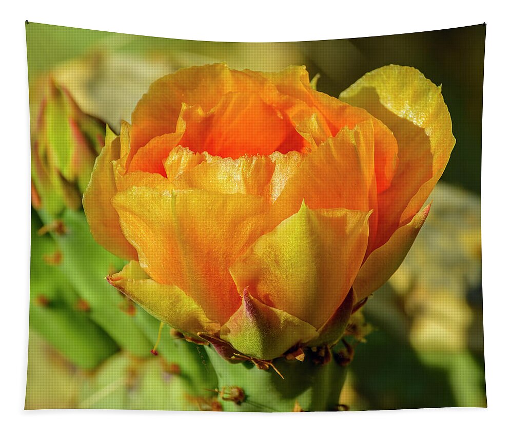 Arizona Tapestry featuring the photograph Prickly Pear Blossom 25070 by Mark Myhaver