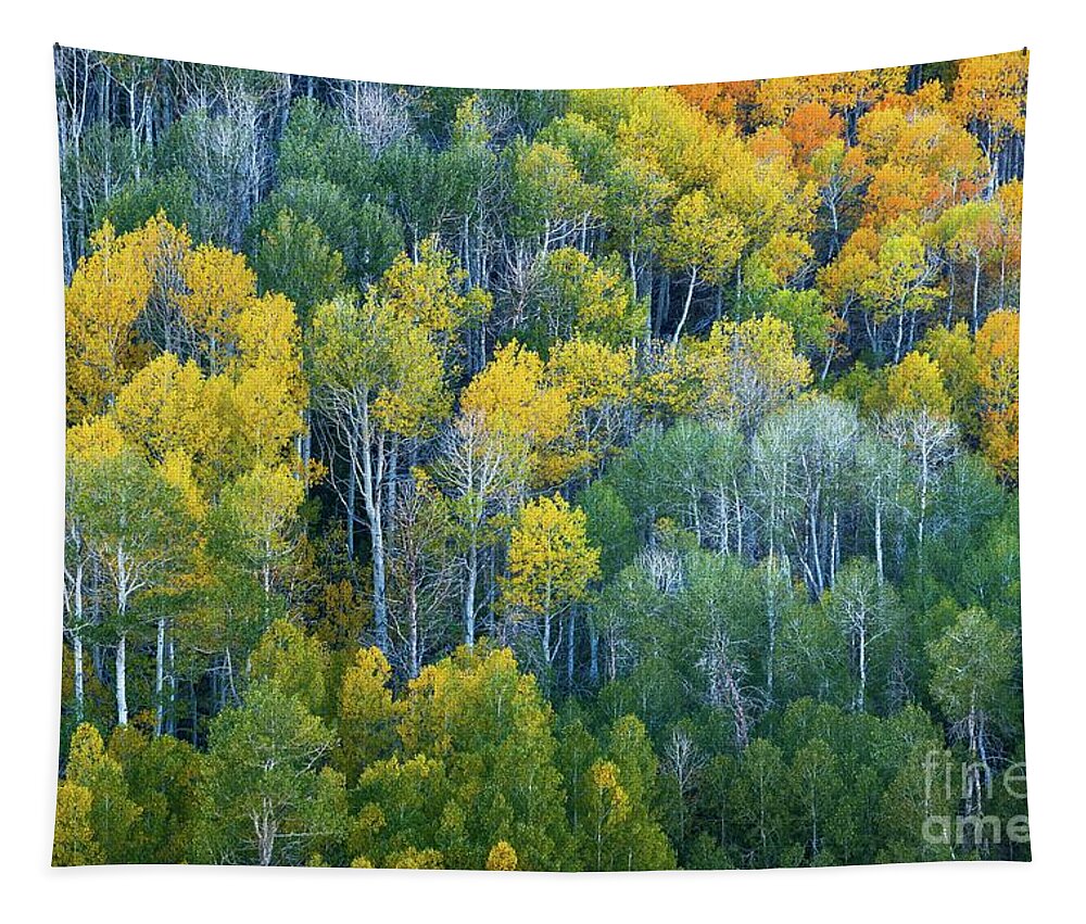 Autumn Tapestry featuring the photograph Turning Aspens at Dunderberg Meadows by Alexander Kunz