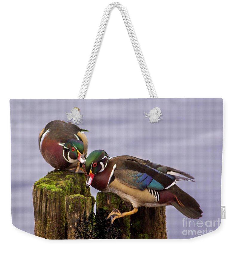 Wood Duck Weekender Tote Bag featuring the photograph Wood Duck Kerfuffle by Sea Change Vibes