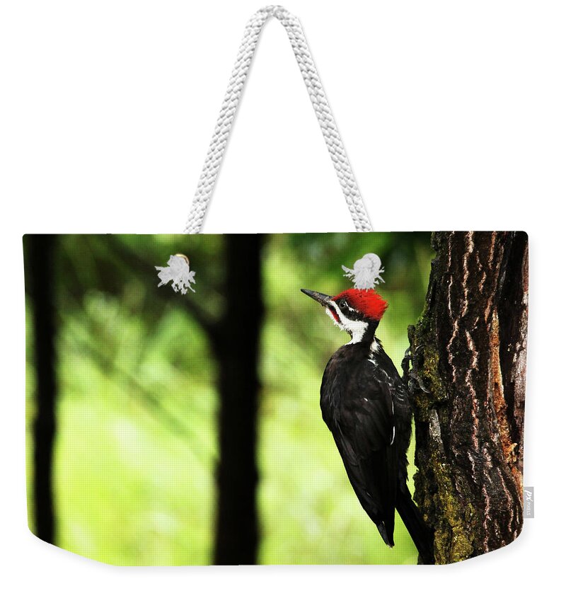 Pileated Woodpecker Weekender Tote Bag featuring the photograph Woody Woodpecker by Debbie Oppermann