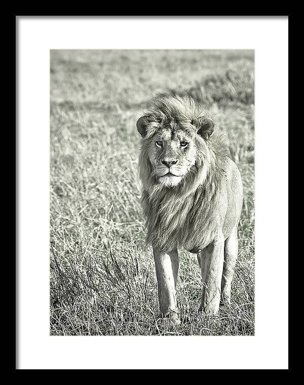 Africa Framed Print featuring the photograph The King Stands Tall by Darcy Michaelchuk