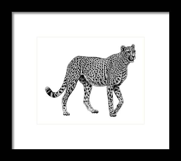 Chetah Framed Print featuring the drawing African cheetah big cat ink illustration by Loren Dowding