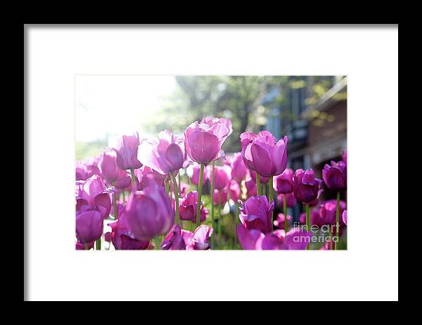 Tulips Framed Print featuring the photograph Lavender Tulips by Rich S