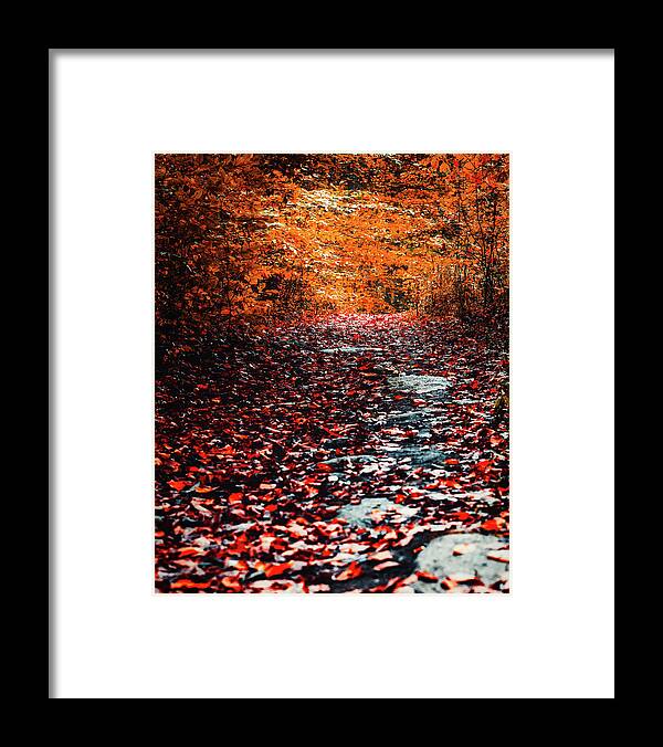 Woodland Framed Print featuring the photograph This is the Way by Rich Kovach