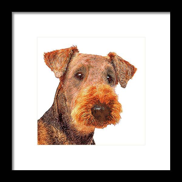 Airedale Framed Print featuring the painting Totally Adorable, Airedale Terrier Dog by Custom Pet Portrait Art Studio