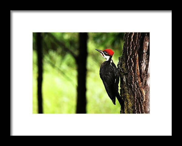Pileated Woodpecker Framed Print featuring the photograph Woody Woodpecker by Debbie Oppermann