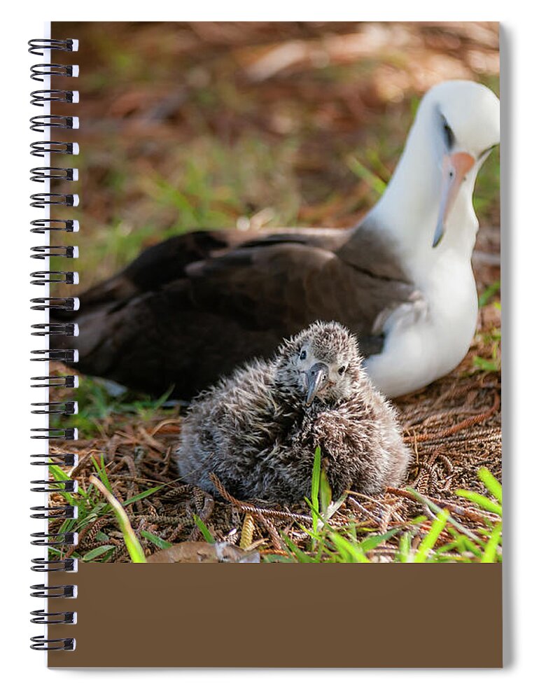 Kauai Spiral Notebook featuring the photograph Laysan Albatross and Chick IV. by Doug Davidson