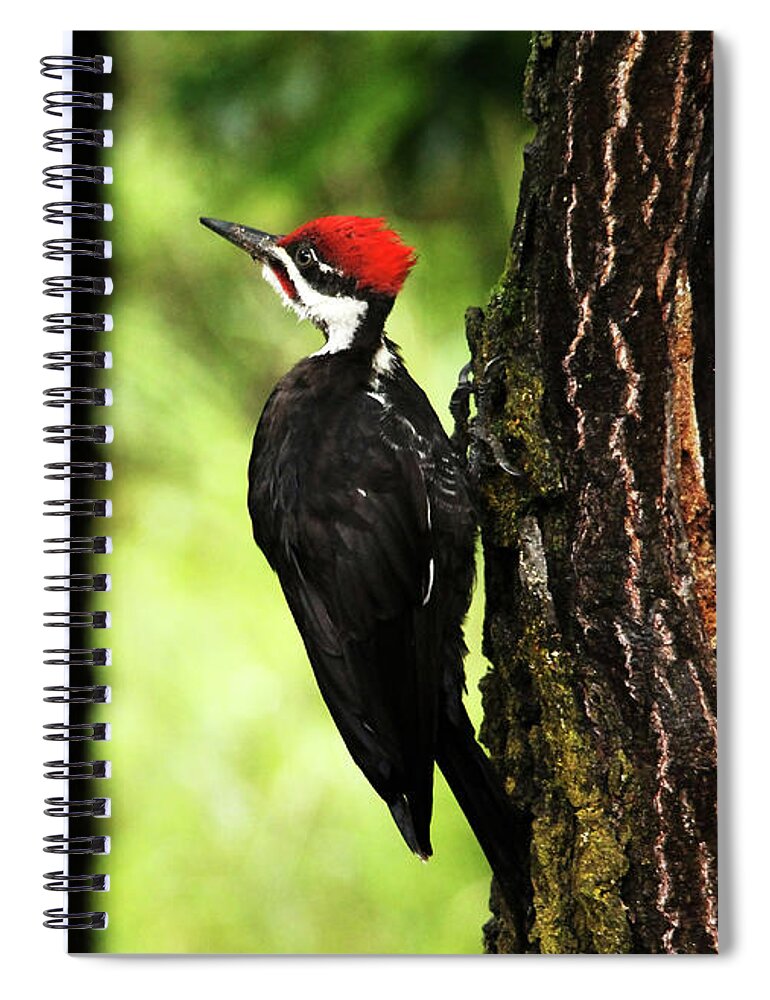 Pileated Woodpecker Spiral Notebook featuring the photograph Woody Woodpecker by Debbie Oppermann