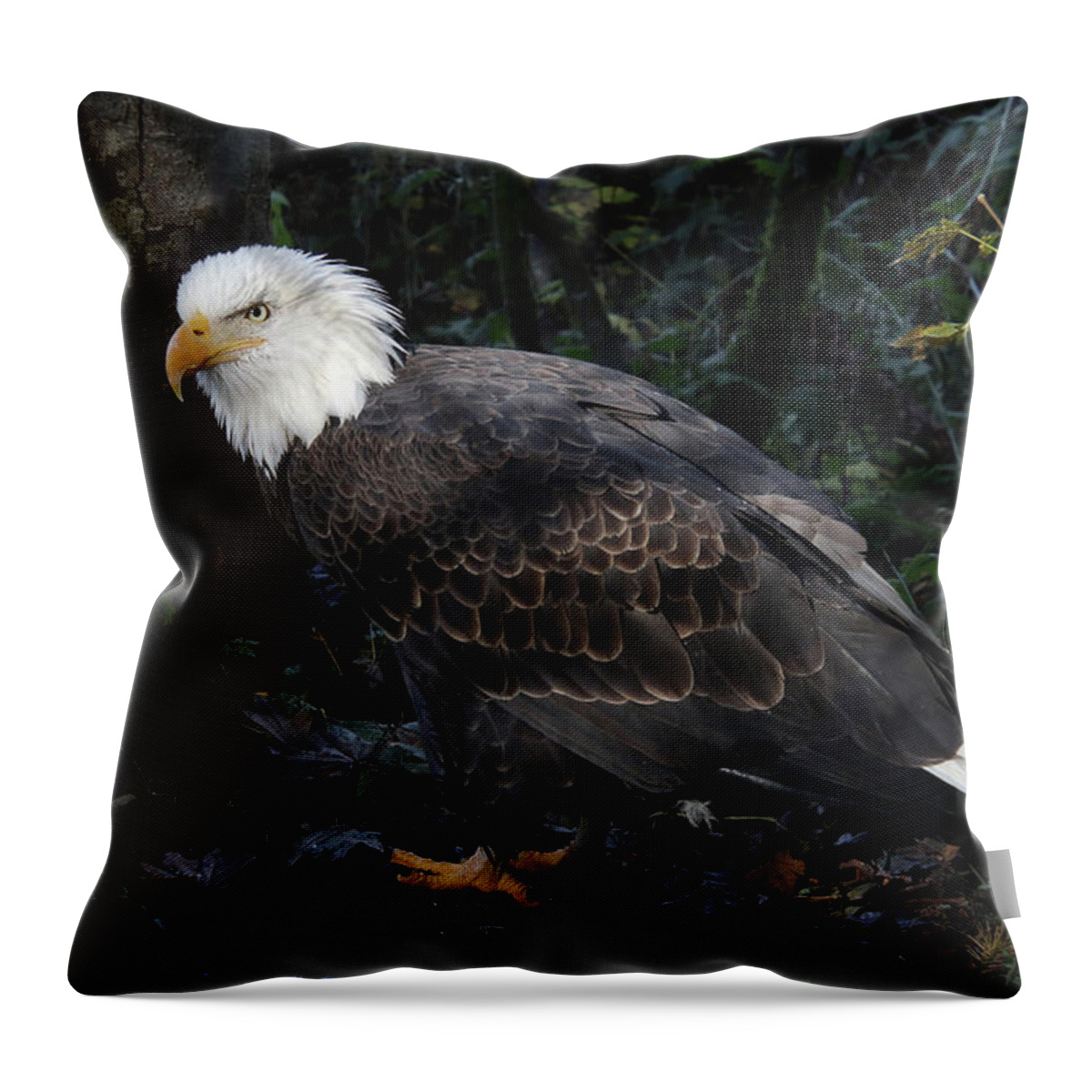 Bald Eagle Throw Pillow featuring the photograph Eagle Searching by Sean Henderson