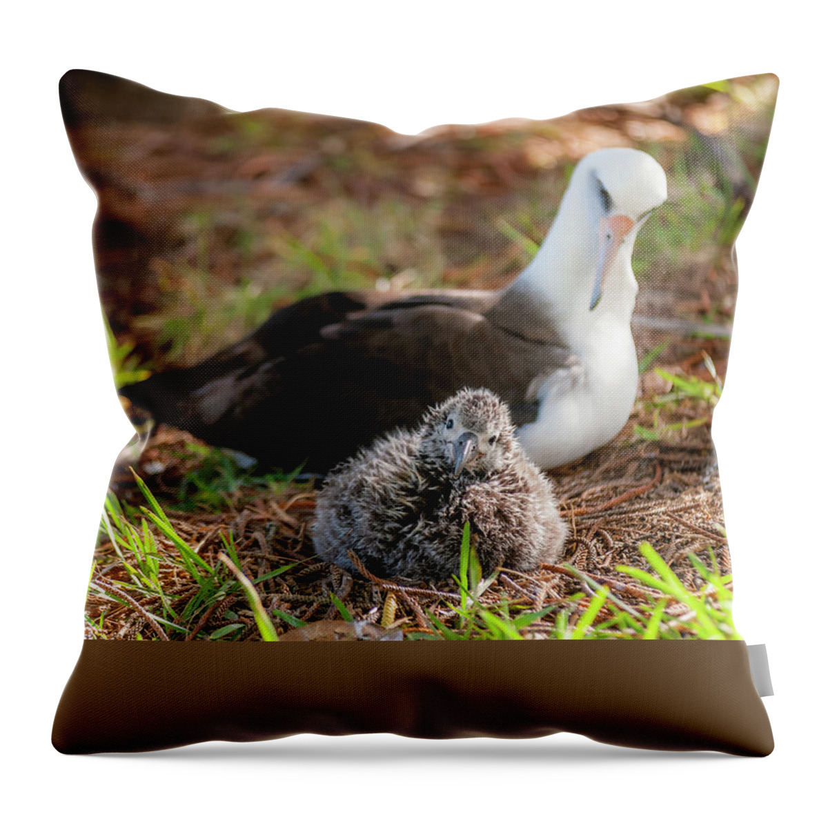 Kauai Throw Pillow featuring the photograph Laysan Albatross and Chick IV. by Doug Davidson
