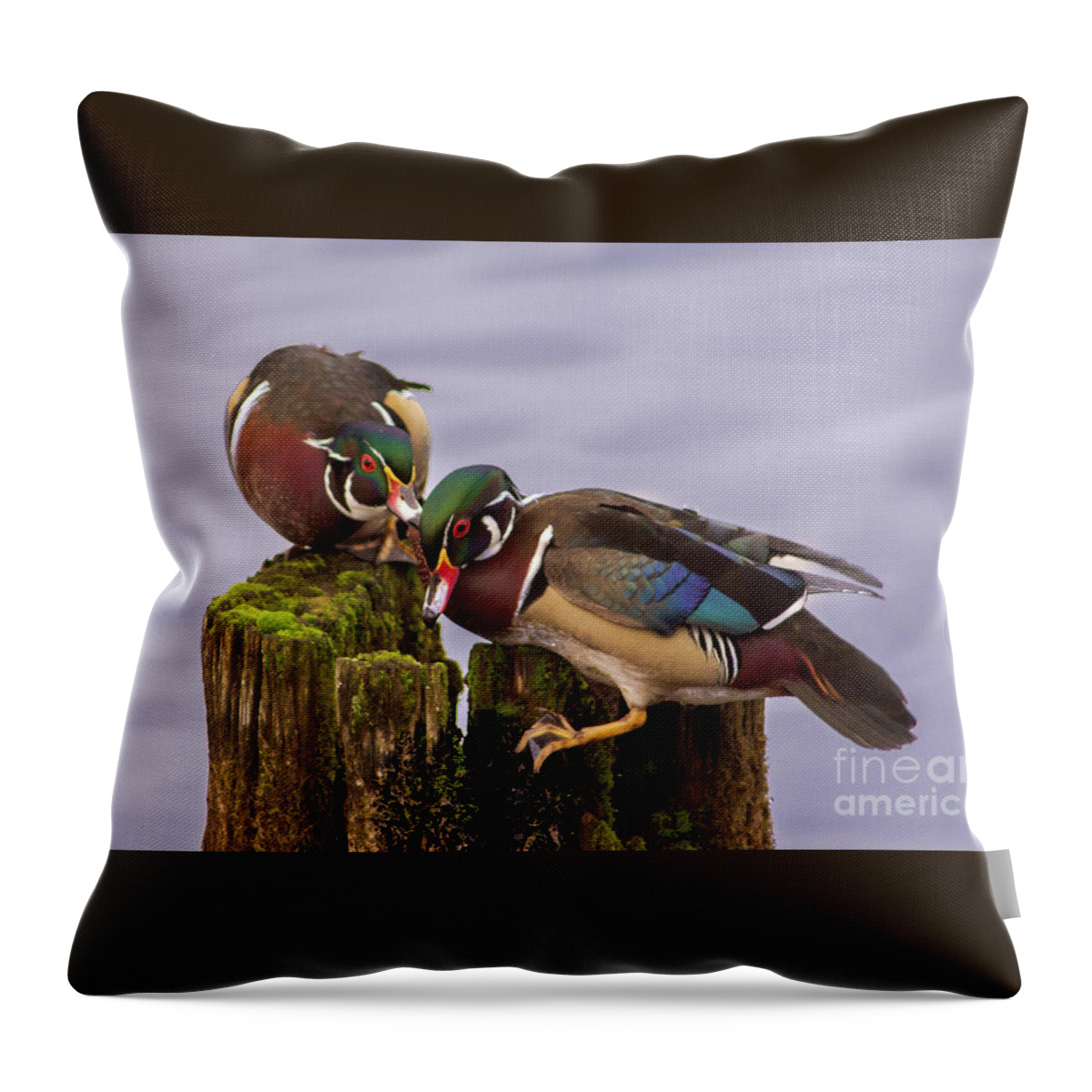Wood Duck Throw Pillow featuring the photograph Wood Duck Kerfuffle by Sea Change Vibes