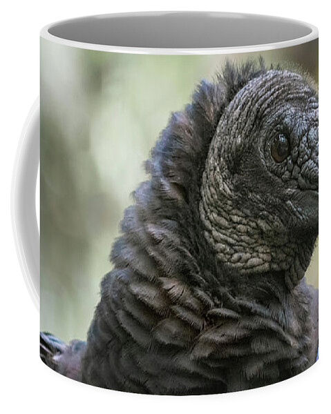 Black Vulture Coffee Mug featuring the photograph Black Vulture a Bird of Carrion by Rebecca Herranen