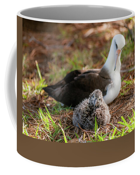 Kauai Coffee Mug featuring the photograph Laysan Albatross and Chick IV. by Doug Davidson