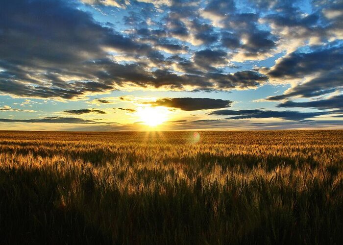 Sunrise Greeting Card featuring the photograph Sunrise on the wheat field by Lynn Hopwood