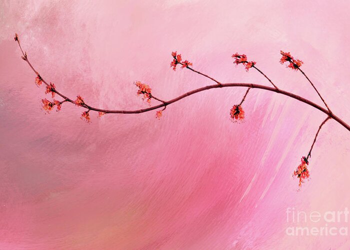 Abstract Greeting Card featuring the photograph Abstract Maple Flower Branch by Anita Pollak