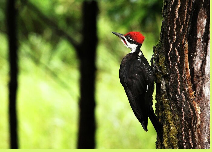 Pileated Woodpecker Greeting Card featuring the photograph Woody Woodpecker by Debbie Oppermann