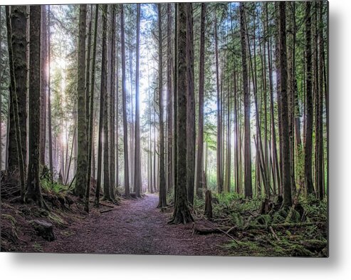 Landscape Metal Print featuring the photograph A Path Through Old Growth Stylized by Allan Van Gasbeck