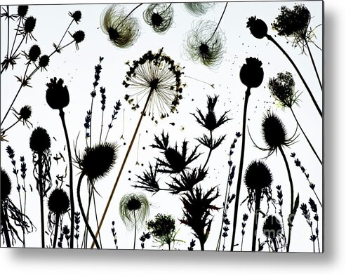 Flower Metal Print featuring the photograph Dried Flower Seed Pods Pattern by Tim Gainey