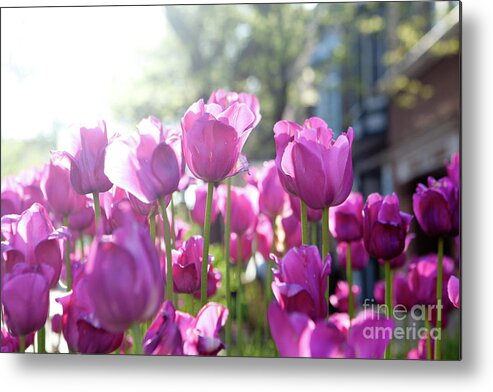 Tulips Metal Print featuring the photograph Lavender Tulips by Rich S