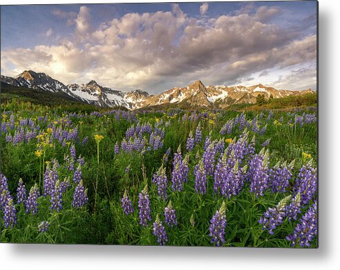 Lupine Metal Print featuring the photograph Lupine Meadow by Angela Moyer