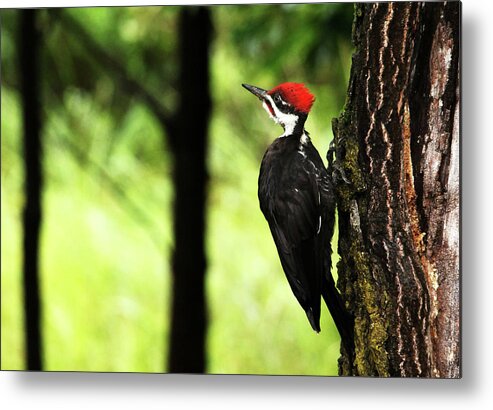 Pileated Woodpecker Metal Print featuring the photograph Woody Woodpecker by Debbie Oppermann