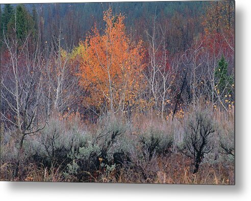 Inspirational Metal Print featuring the photograph The Last Aspen of the Season, Wyoming by Bonnie Colgan