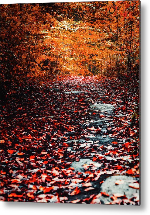 Woodland Metal Print featuring the photograph This is the Way by Rich Kovach