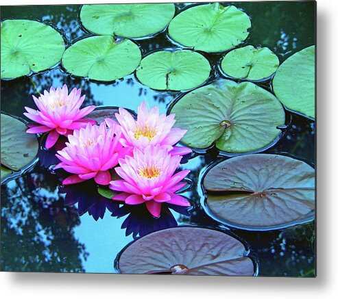 Nature Metal Print featuring the photograph Pink Waterlilies Horizontal 300			 by Sharon Williams Eng