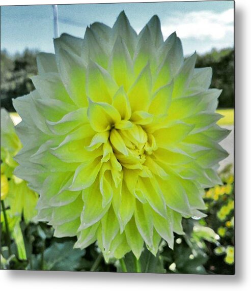  Metal Print featuring the photograph More Pretty Flowers. 💐❤ by Sally Cooper