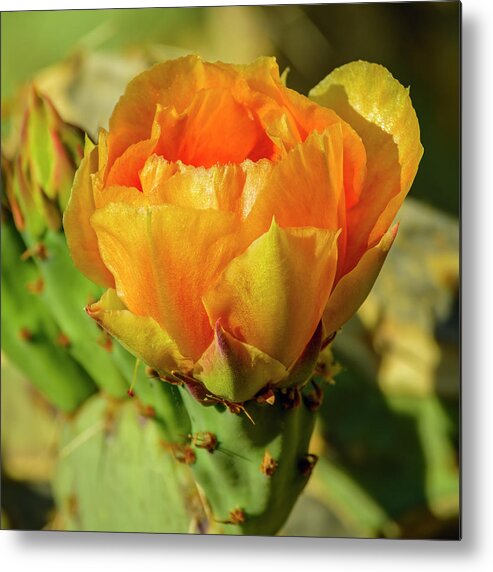 Arizona Metal Print featuring the photograph Prickly Pear Blossom 25070 by Mark Myhaver