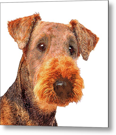 Airedale Metal Print featuring the painting Totally Adorable, Airedale Terrier Dog by Custom Pet Portrait Art Studio