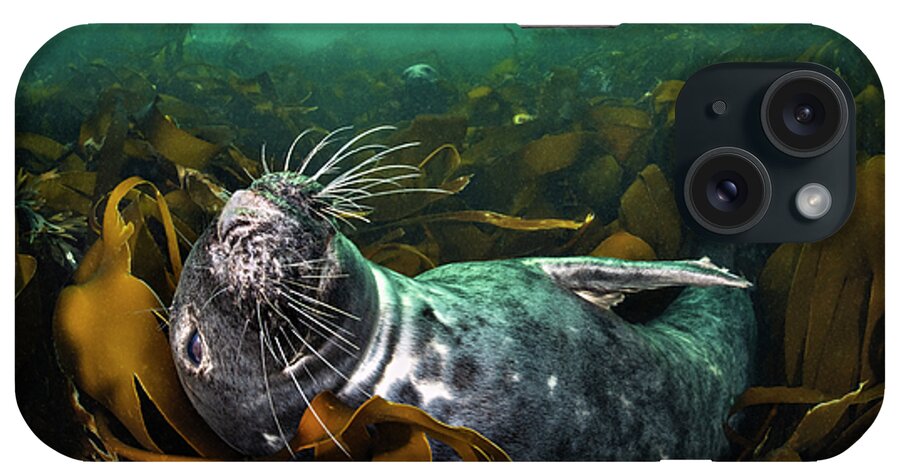 Stramenophila iPhone Case featuring the photograph Grey Seal Relaxing In A Bed Of Kelp, With Two Seals In The by Alex Mustard / Naturepl.com
