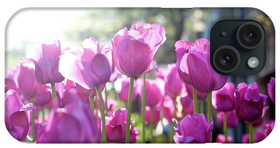 Tulips iPhone Case featuring the photograph Lavender Tulips by Rich S