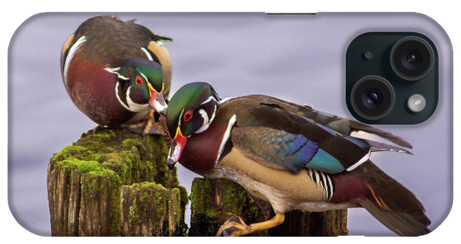 Wood Duck iPhone Case featuring the photograph Wood Duck Kerfuffle by Sea Change Vibes