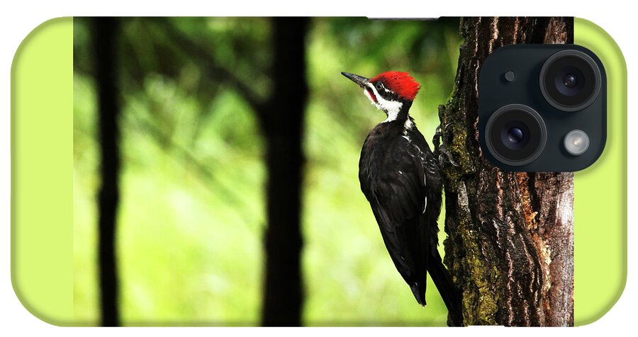 Pileated Woodpecker iPhone Case featuring the photograph Woody Woodpecker by Debbie Oppermann