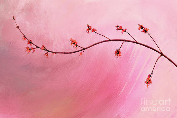 Abstract Poster featuring the photograph Abstract Maple Flower Branch by Anita Pollak