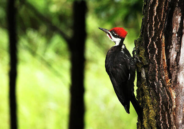 Pileated Woodpecker Poster featuring the photograph Woody Woodpecker by Debbie Oppermann