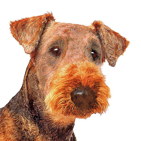 Airedale Poster featuring the painting Totally Adorable, Airedale Terrier Dog by Custom Pet Portrait Art Studio