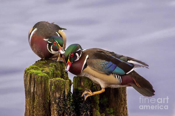 Wood Duck Art Print featuring the photograph Wood Duck Kerfuffle by Sea Change Vibes