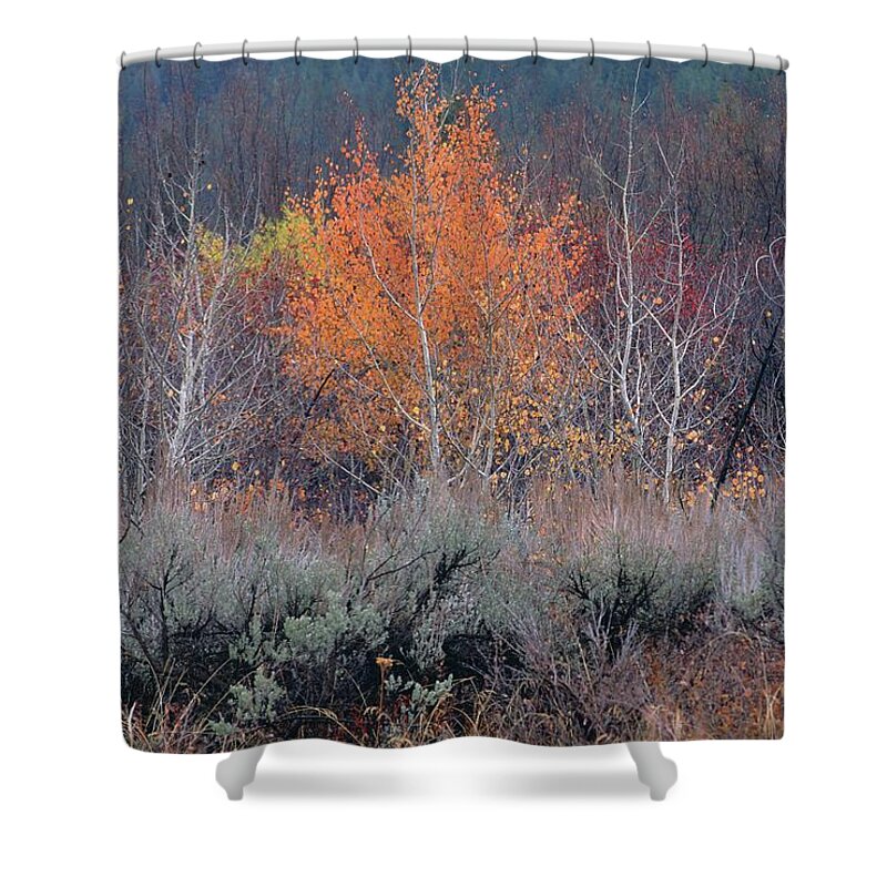 Inspirational Shower Curtain featuring the photograph The Last Aspen of the Season, Wyoming by Bonnie Colgan