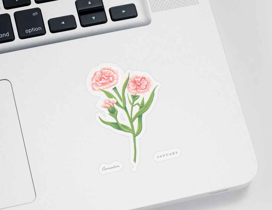 Carnation Sticker featuring the painting Carnation January Birth Month Flower Botanical Print on White - Art by Jen Montgomery by Jen Montgomery
