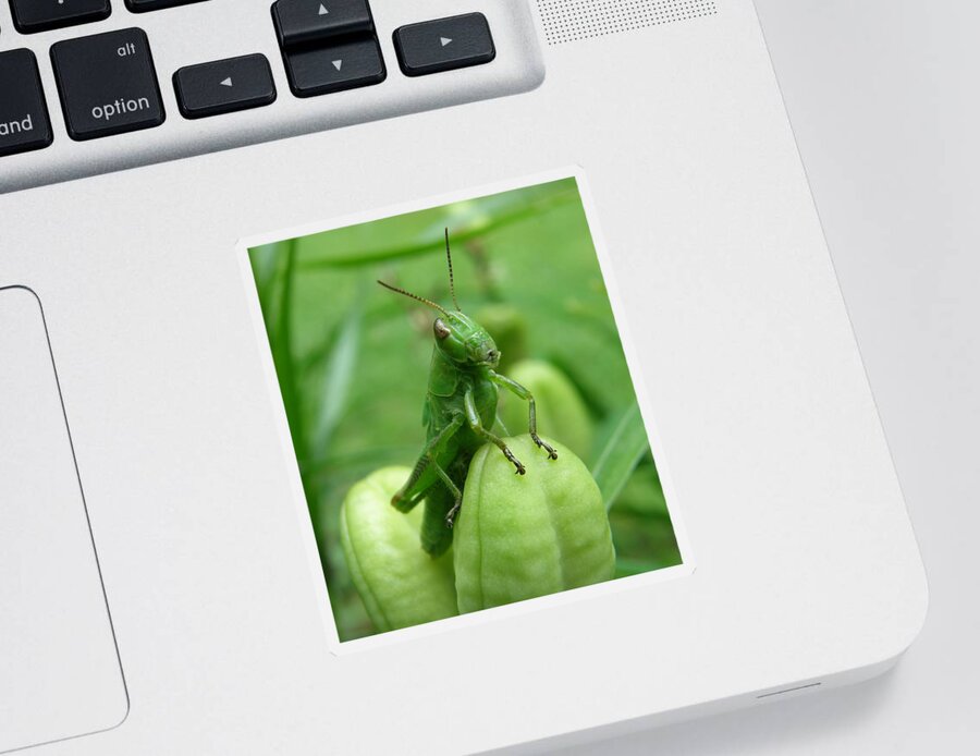 Grasshopper Sticker featuring the photograph What? Is there a problem? by Len Bomba