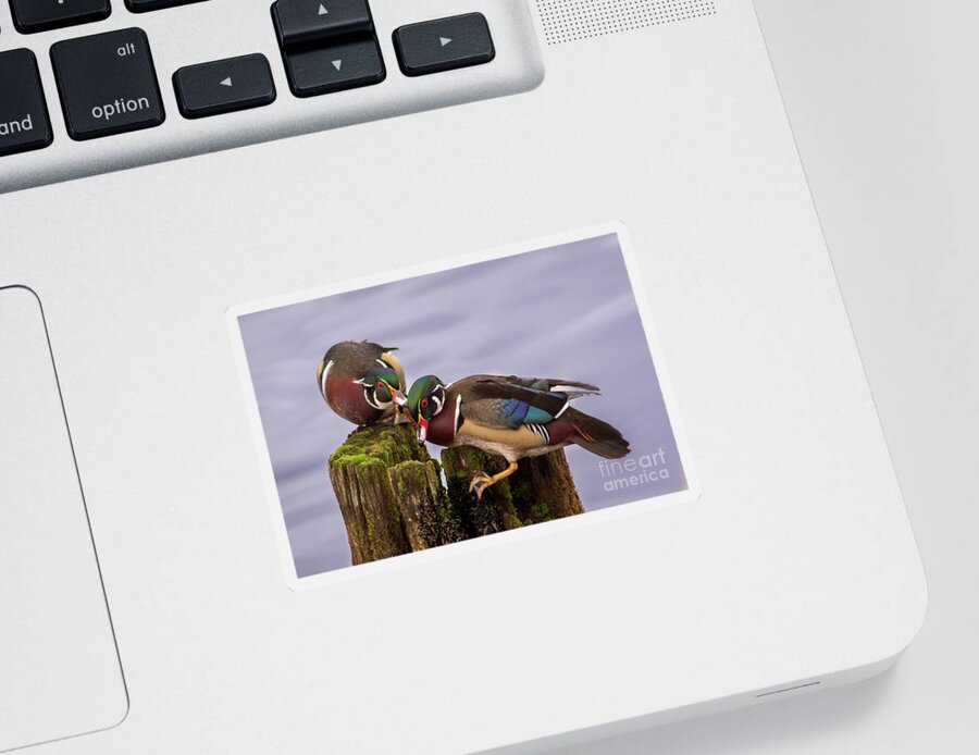 Wood Duck Sticker featuring the photograph Wood Duck Kerfuffle by Sea Change Vibes