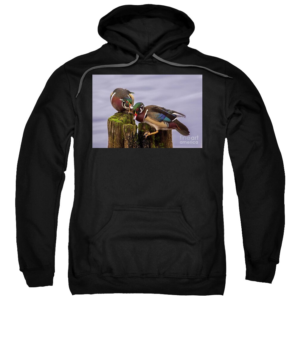 Wood Duck Sweatshirt featuring the photograph Wood Duck Kerfuffle by Sea Change Vibes