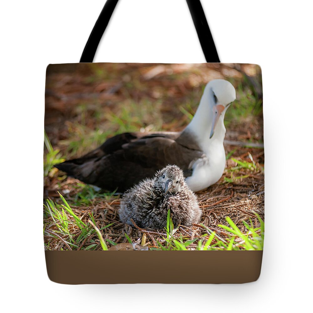 Kauai Tote Bag featuring the photograph Laysan Albatross and Chick IV. by Doug Davidson